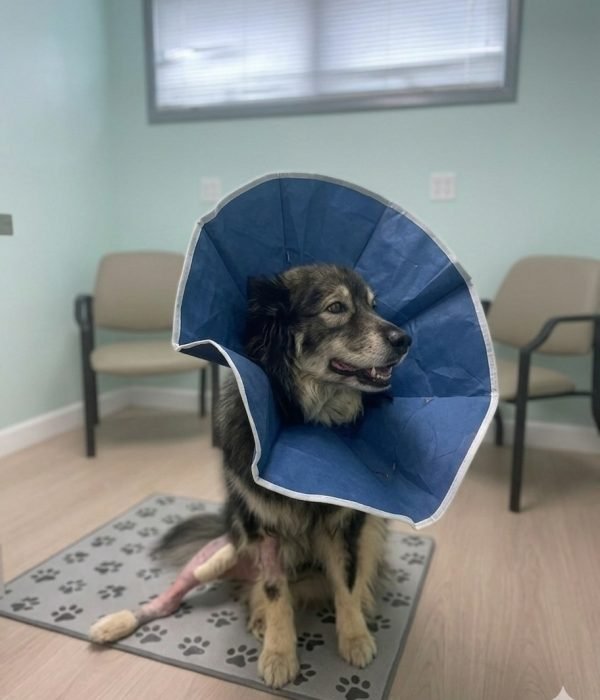 Main Anesthesia and Surgery