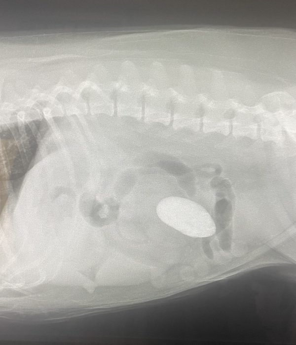 Main Emergency Information-1