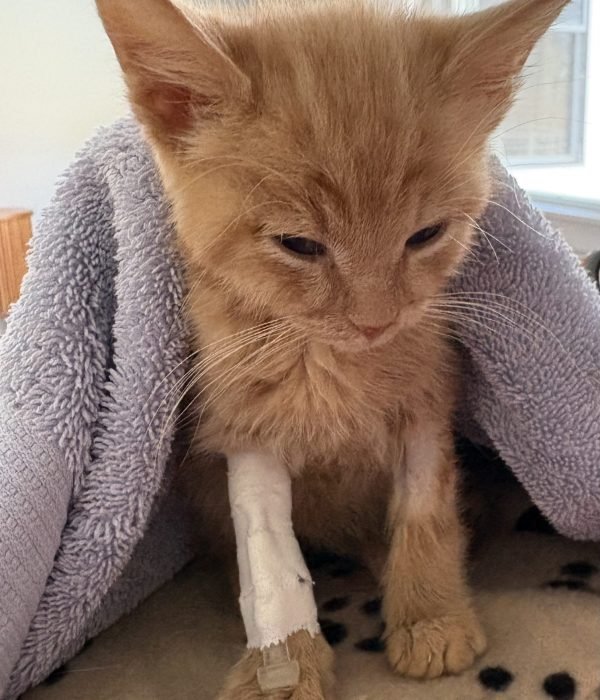 Main Emergency Information 2