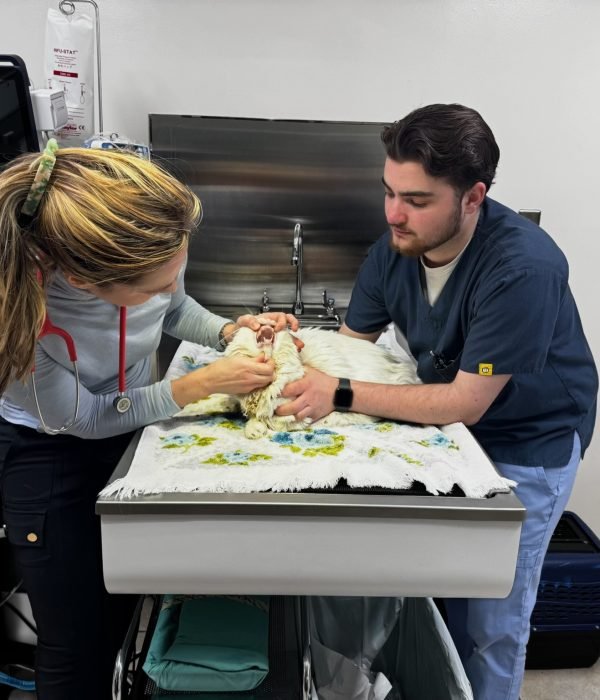 Main Sick patient exam